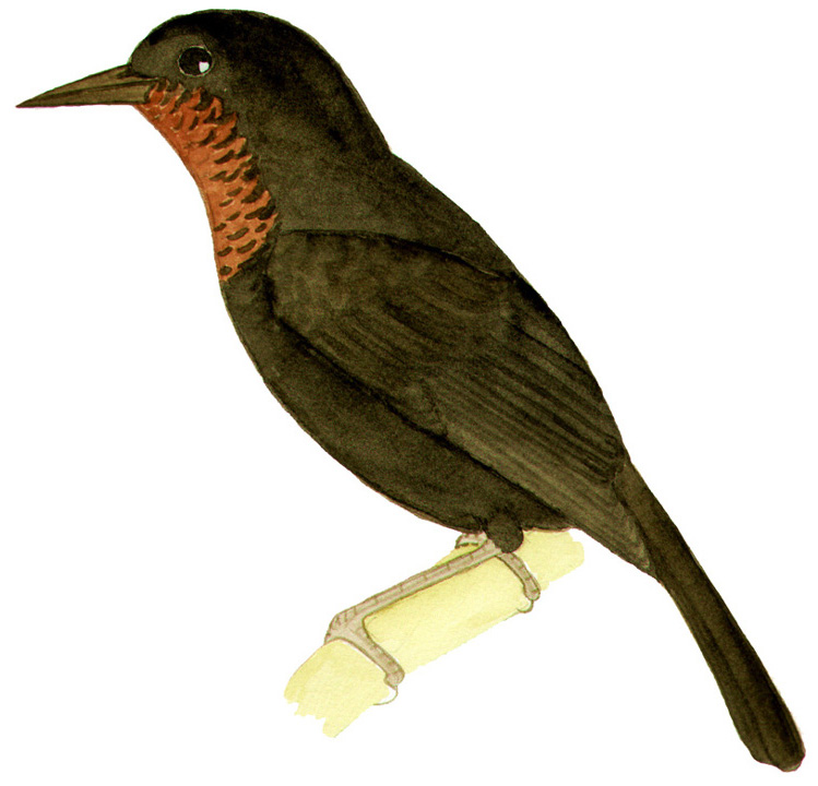 Historical image associated with Scarlet-headed Blackbird