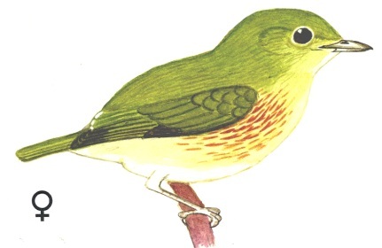 Historical image associated with Striped Manakin