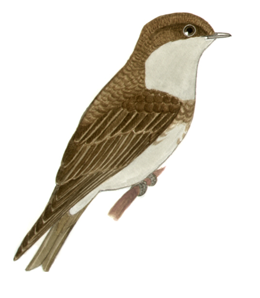 Historical image associated with Brown-chested Martin