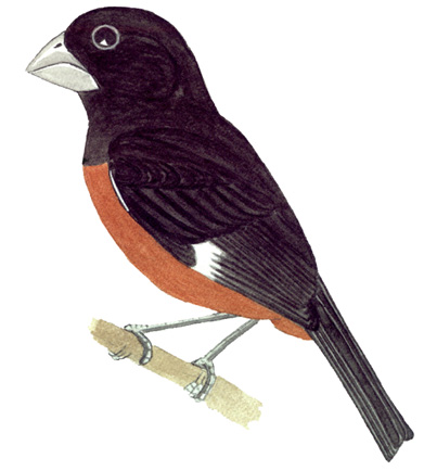 Historical image associated with Lesser Seed-Finch