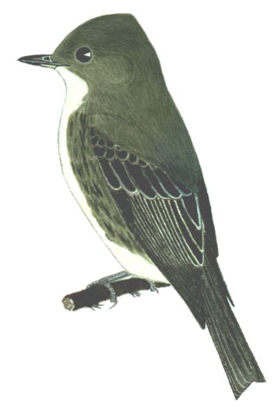 Historical image associated with Olive-sided Flycatcher