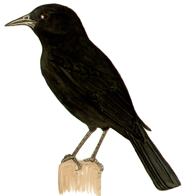 Historical image associated with Chopi Blackbird