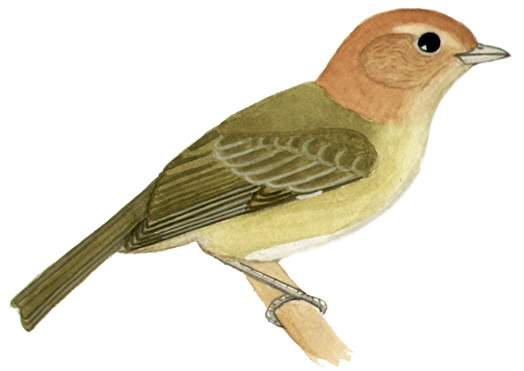 Historical image associated with Chestnut-headed Tanager