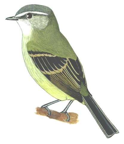Historical image associated with Planalto Tyrannulet