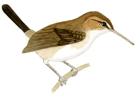 Historical image associated with Long-billed Gnatwren
