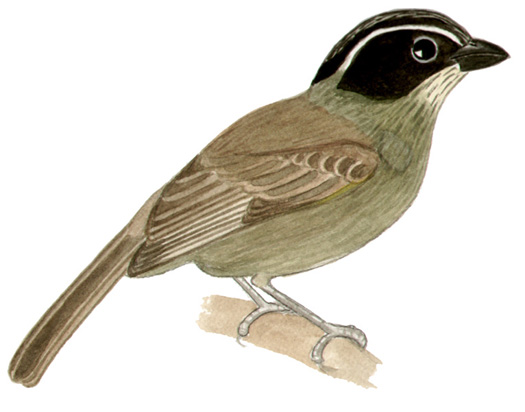 Historical image associated with Half-collared Sparrow