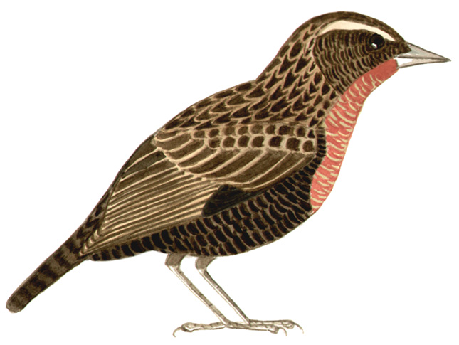 Historical image associated with White-browed Blackbird