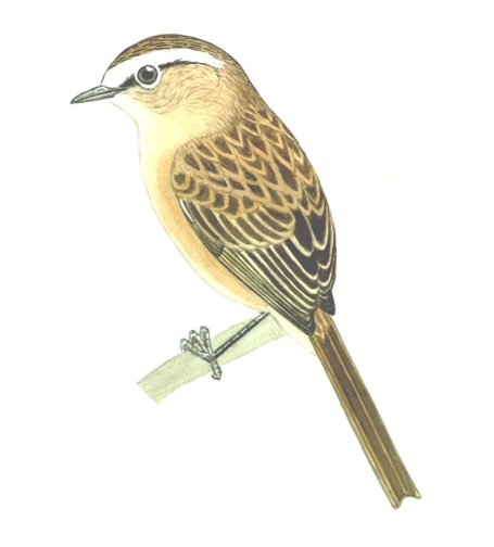 Historical image associated with Sharp-tailed Tyrant