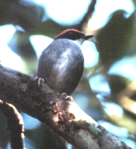 Historical image associated with Black-cheeked Gnateater