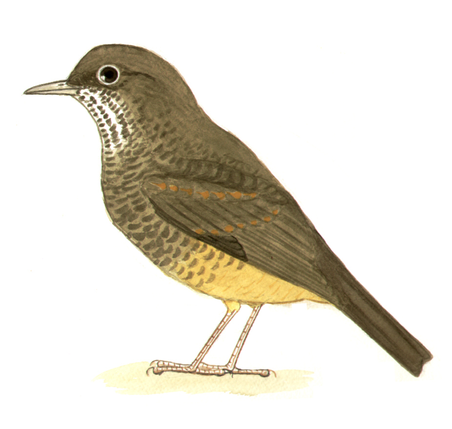 Historical image associated with Rufous-bellied Thrush