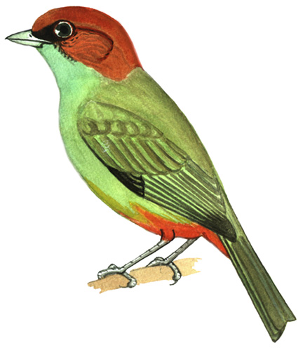 Historical image associated with Chestnut-backed Tanager