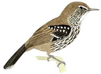 Historical image associated with "Silveira's" Antwren