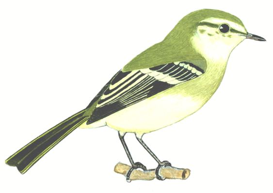 Historical image associated with Mottle-cheeked Tyrannulet