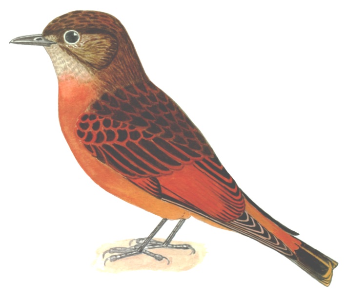 Historical image associated with Cliff Flycatcher