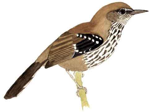 Historical image associated with Parana Antwren