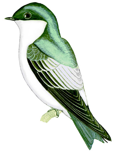 Historical image associated with White-winged Swallow