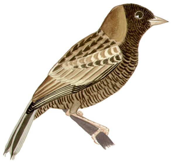 Historical image associated with Bobolink