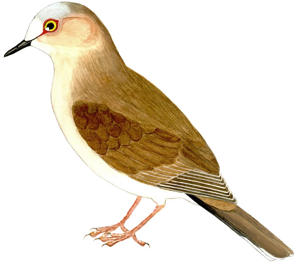 Historical image associated with Gray-fronted Dove