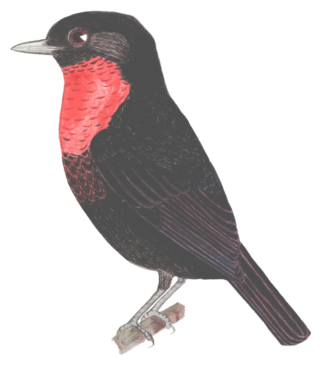 Historical image associated with Red-ruffed Fruitcrow