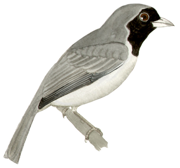 Historical image associated with Black-faced Tanager