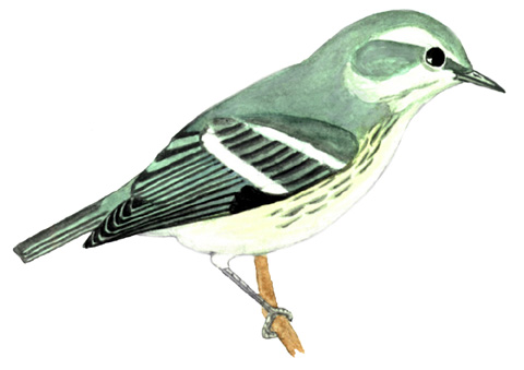 Historical image associated with Cerulean Warbler