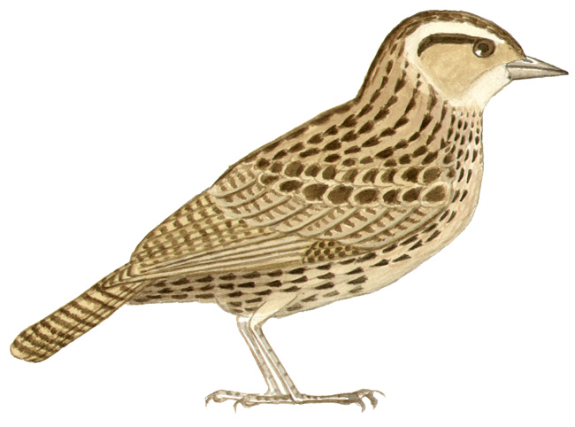 Historical image associated with White-browed Blackbird
