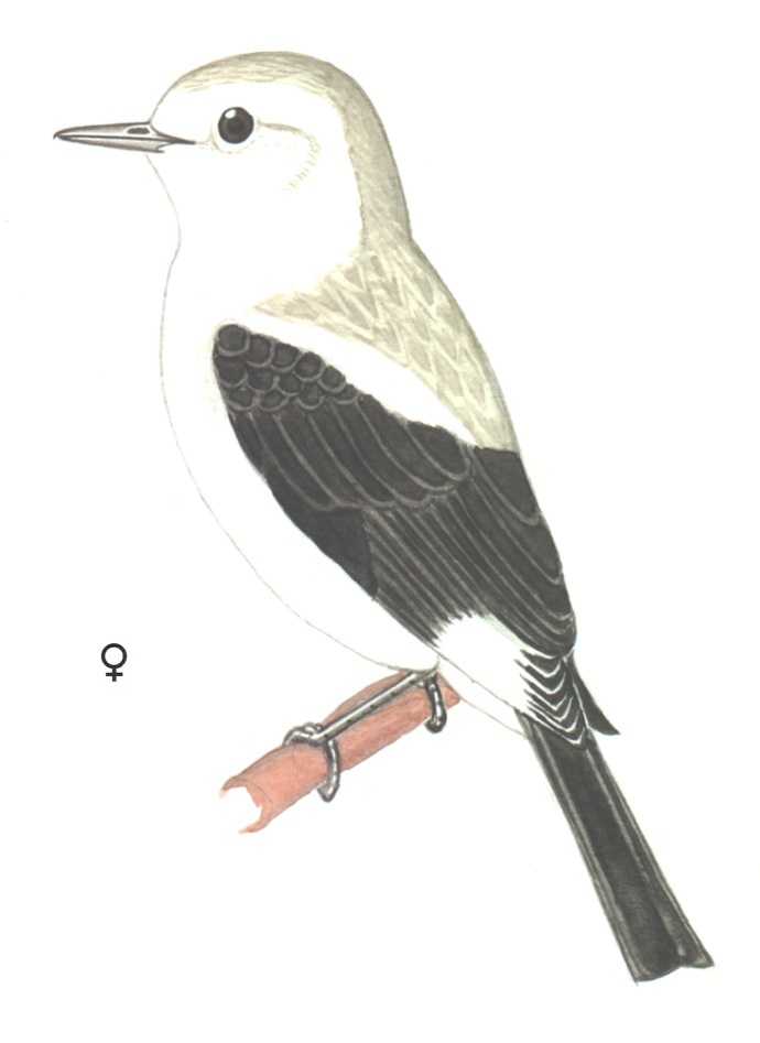 Historical image associated with Black-and-white Monjita