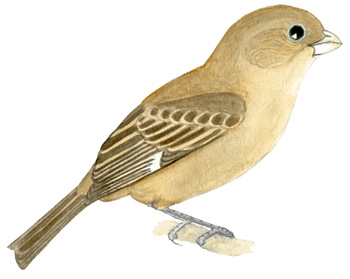 Historical image associated with Tawny-bellied Seedeater