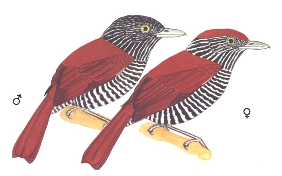 Historical image associated with Chestnut-backed Antshrike