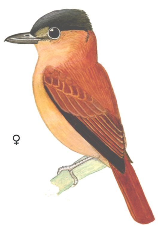 Historical image associated with Crested Becard