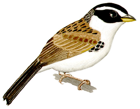 Historical image associated with Black-masked Finch