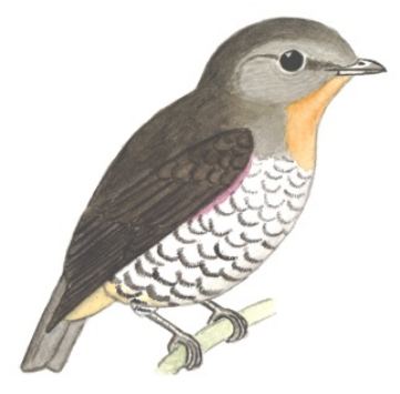 Historical image associated with Buff-throated Purpletuft