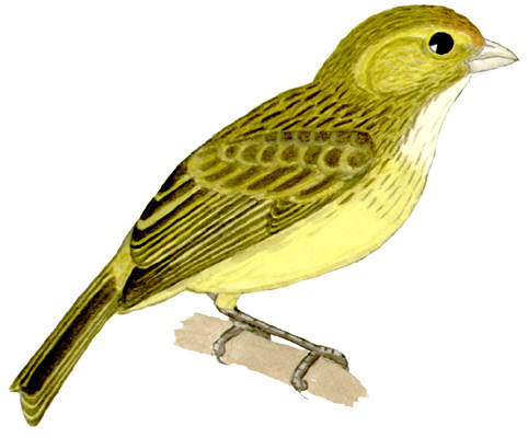 Historical image associated with Saffron Finch