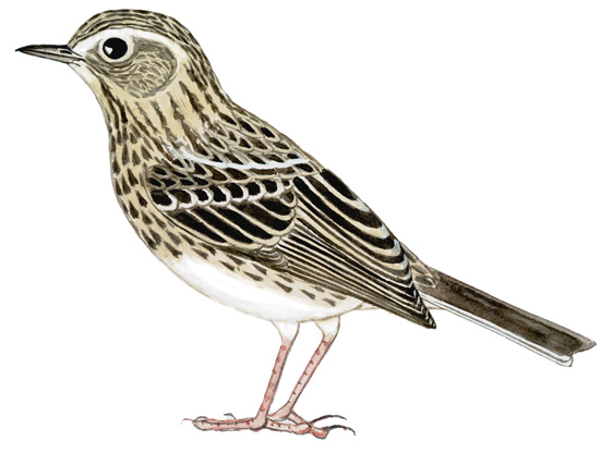 Historical image associated with Correndera Pipit