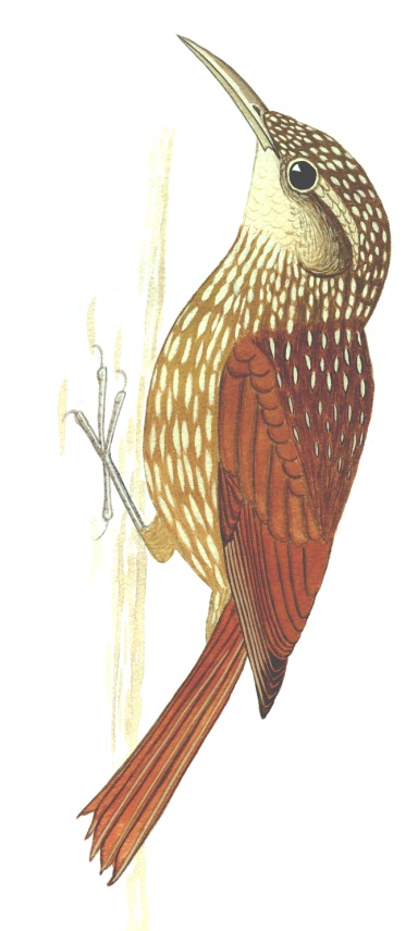 Historical image associated with Lesser Woodcreeper