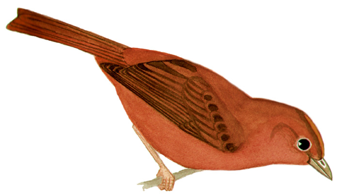Historical image associated with Red-crowned Ant-Tanager