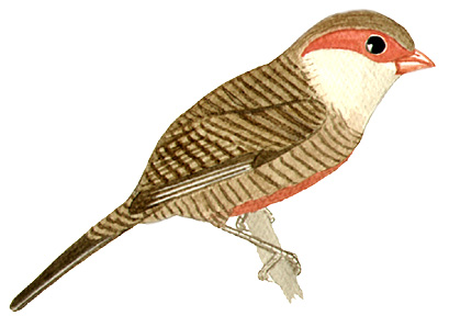 Historical image associated with Common Waxbill