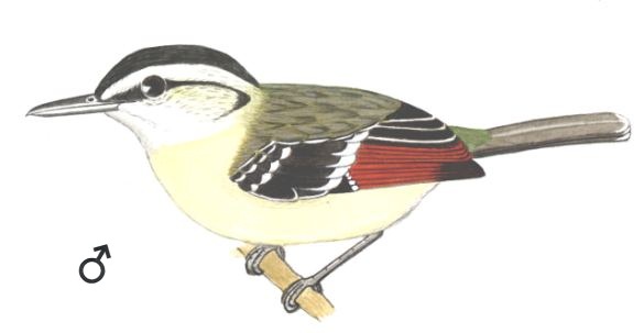 Historical image associated with Rufous-winged Antwren