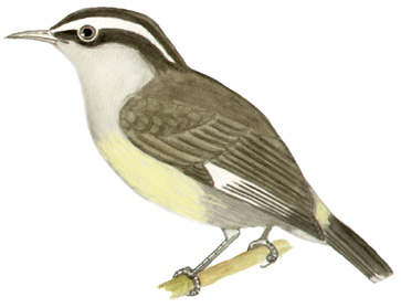 Historical image associated with Bananaquit