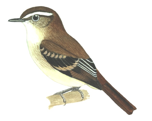 Historical image associated with Fuscous Flycatcher