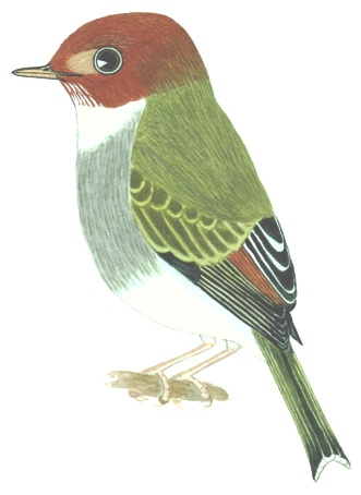 Historical image associated with Fork-tailed Pygmy-Tyrant