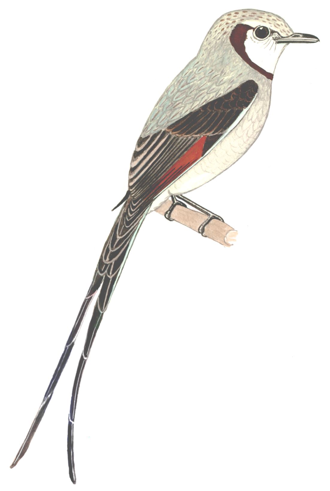 Historical image associated with Streamer-tailed Tyrant