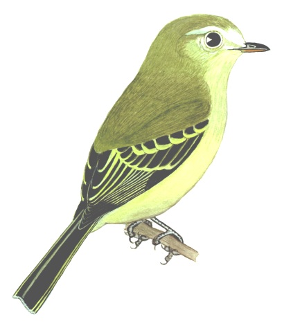 Historical image associated with Rough-legged Tyrannulet