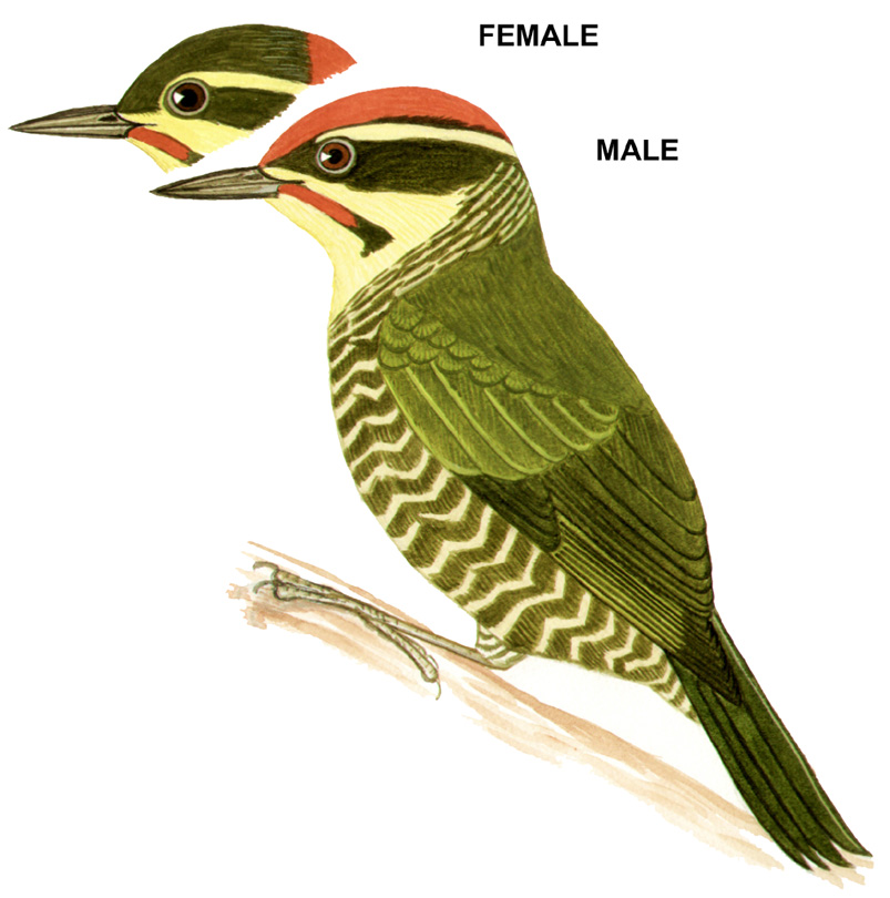 Historical image associated with White-browed Woodpecker