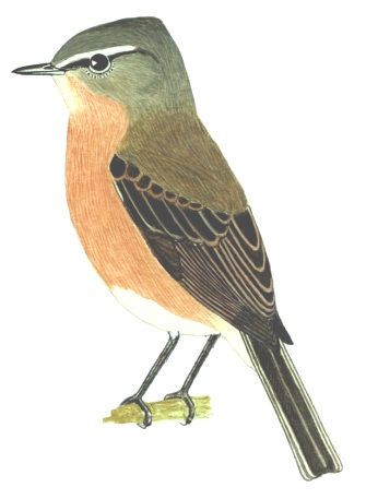 Historical image associated with Gray-backed Tachuri
