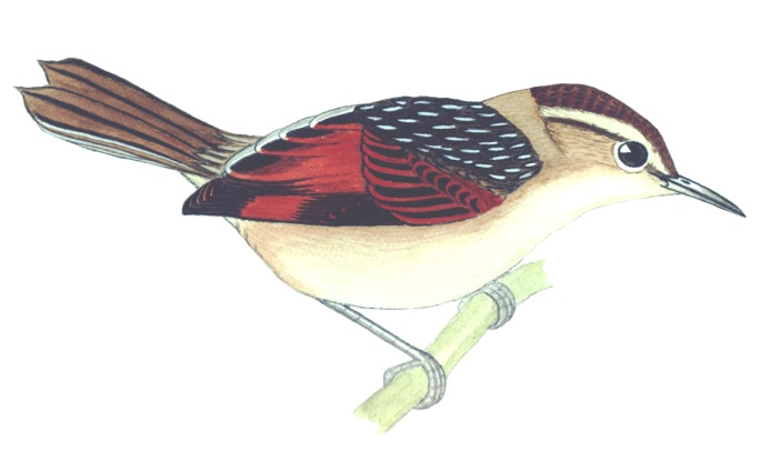 Historical image associated with Wren-like Rushbird