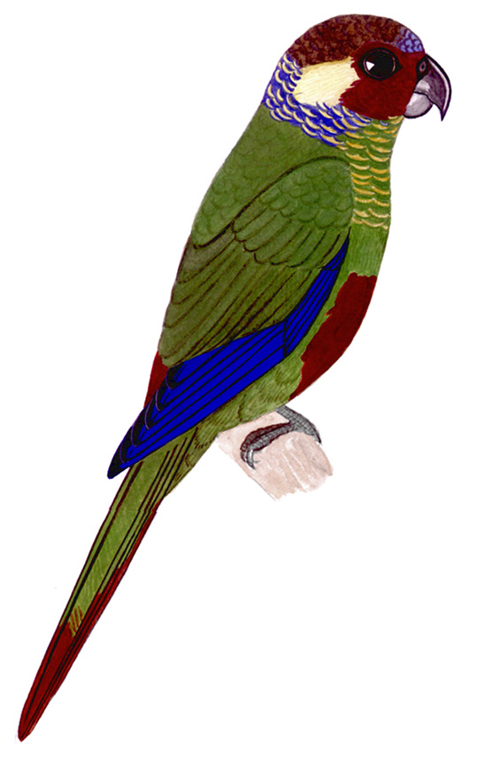 Historical image associated with Maroon-faced Parakeet