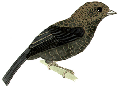 Historical image associated with Blue-black Grassquit
