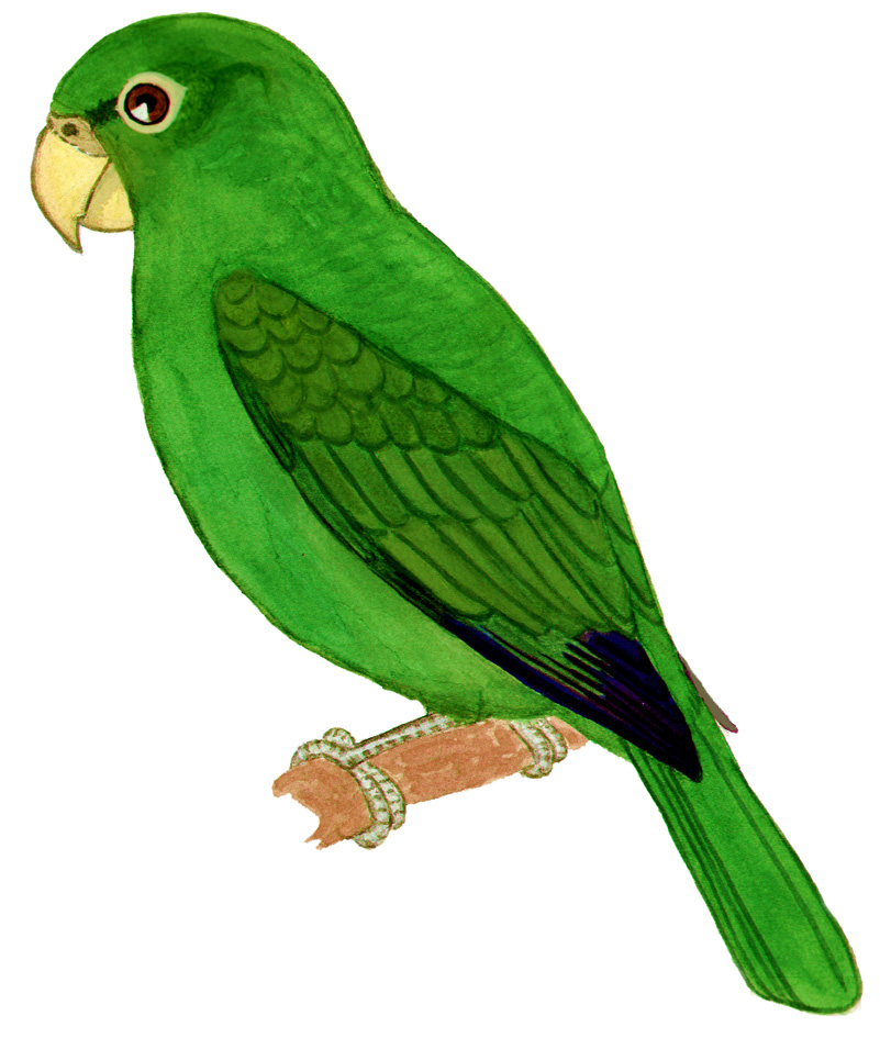 Historical image associated with Blue-bellied Parrot