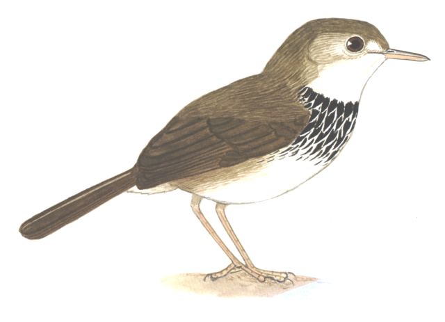 Historical image associated with Southern Antpipit